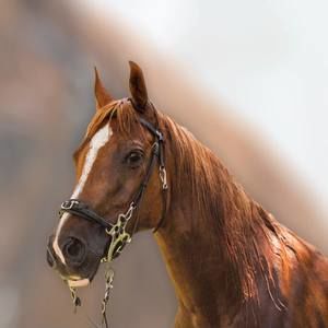 Meet your Posher, Katrina